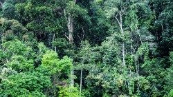 Pogled na amazonsku prašumu
