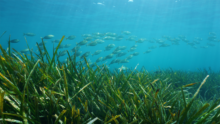 Otro objetivo del proyecto es proteger la biodiversidad 