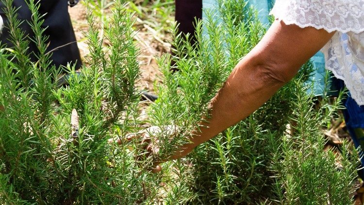 Nueva edición de formación de animadores Laudato si' en Italia y en el mundo