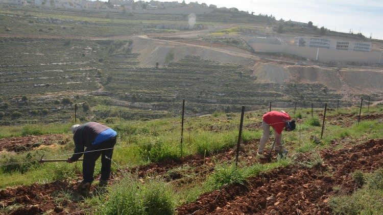 Lavoratori nell'azienda agricola dei Nassar