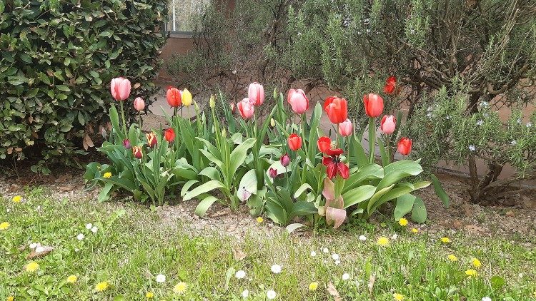 Tutte le piante dei Giardini Terapeutici, anche quelle da fiore, hanno una forte connessione con il territorioo